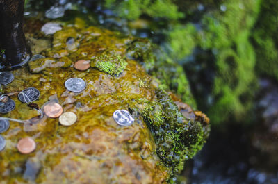 Close-up of water drops on rock