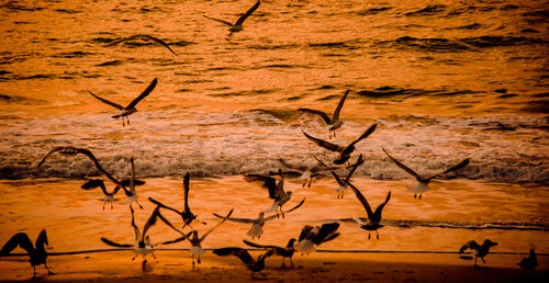 Silhouette birds flying against sky during sunset