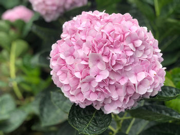 Close-up of pink rose flower