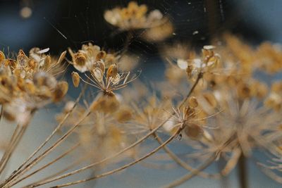 Close-up of dried plant