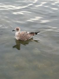 Duck swimming in lake