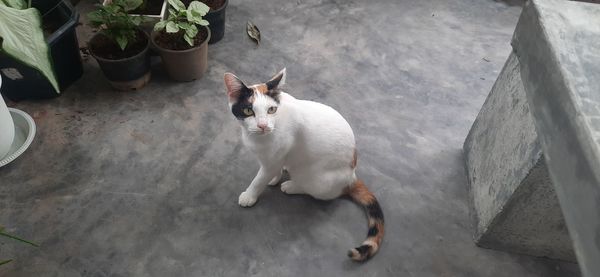 High angle view of cat sitting on potted plant