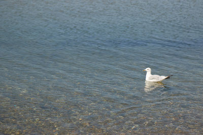 High angle view of swan swimming in lake