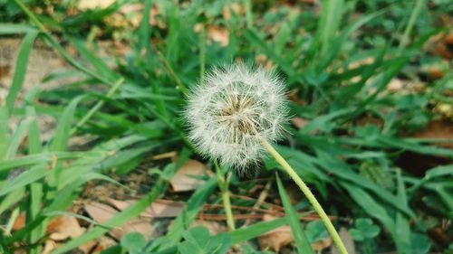 Close-up of dandelion on plant