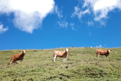 Cows grazing in a field