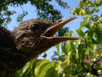 Close-up of bird on branch against sky