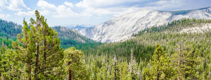 Panoramic shot of plants and mountains against sky