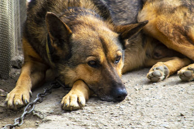 Close-up of a dog sleeping
