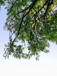 Low angle view of tree against clear sky