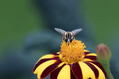 Close-up of bee pollinating on yellow flower