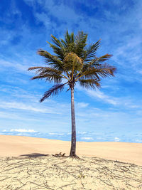 Coconut palm tree on desert against sky