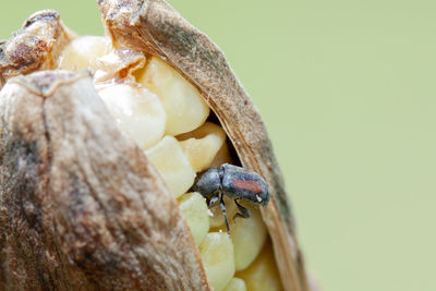 Close-up of insect on wood