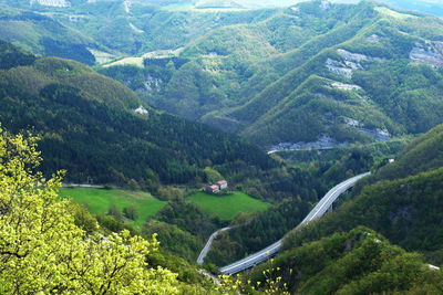 High angle view of pine trees in forest