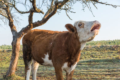 Horse standing in a field