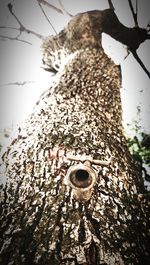 Low angle view of tree trunk