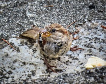High angle view of a bird
