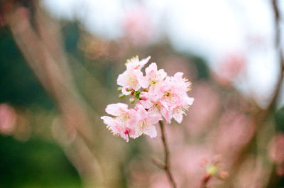 Close-up of pink cherry blossoms