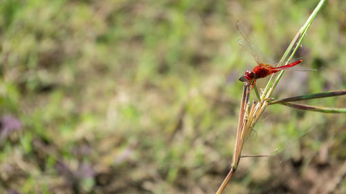 Close-up of insect on red land