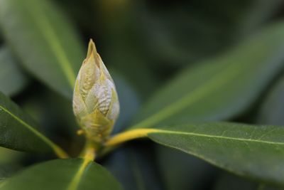 Close-up of green leaves on plant