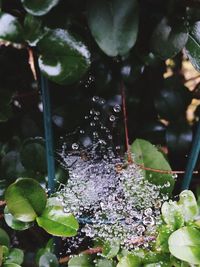 Close-up of water drops on spider web