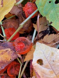 High angle view of dry leaves on land