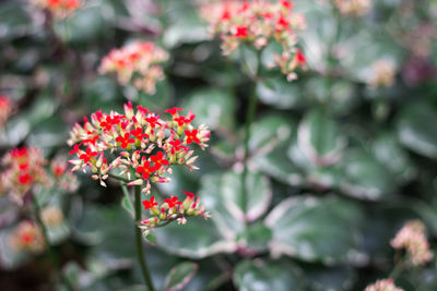 Close-up of red flowering plant in park