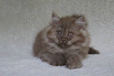 Portrait of kitten on floor