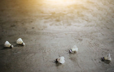 High angle view of shells on beach