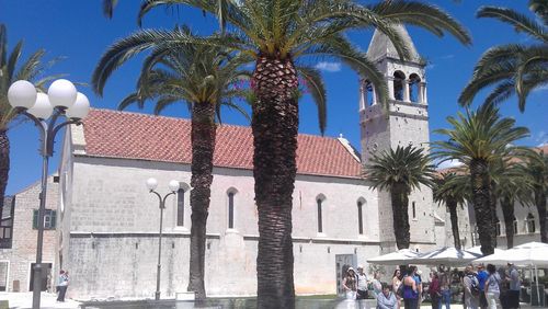 Low angle view of palm trees