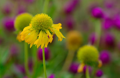 Close-up of yellow flowering plant