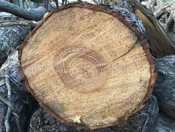 Close-up of tree stump in forest