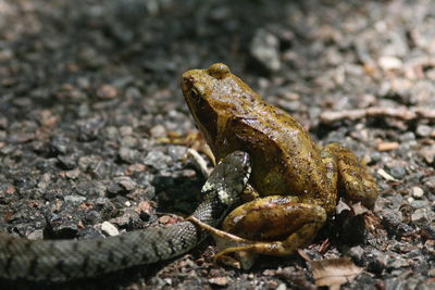 Close-up of rusty lizard