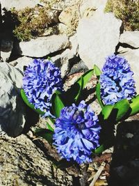 Close-up of purple flowers