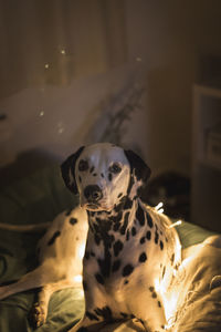 Portrait of dalmatian dog sitting with illuminated string lights at home