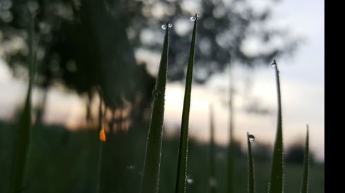 Close-up of wet grass on field