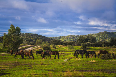 Horses in a farm