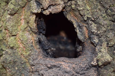 Close-up of tree trunk