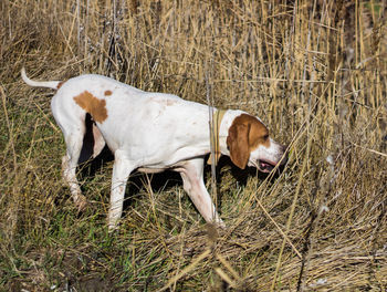 Pointer, hunting dog sniffing in the field