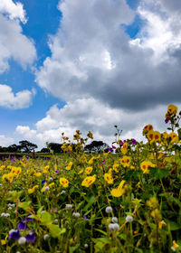 Close-up of yellow flowers growing on field