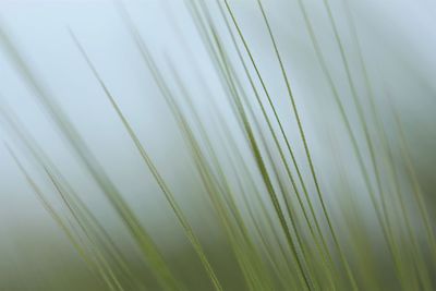 Close-up of palm leaf