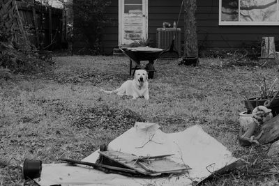 Portrait of dog on field