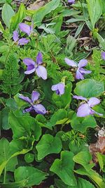 Close-up of purple flowers