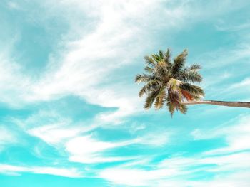 Low angle view of palm tree against sky