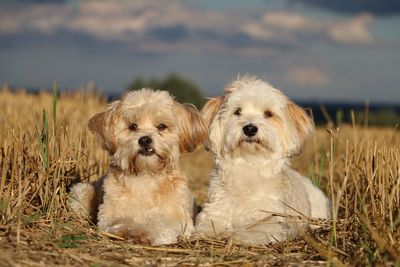 Portrait of dog in grass