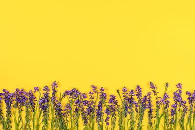 Close-up of yellow flowering plants on field against clear sky