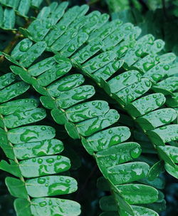 Close-up of wet green leaves during rainy season