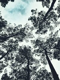 Low angle view of trees against sky