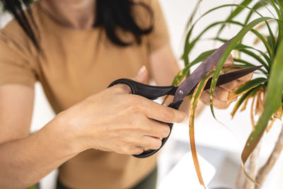 Close up of female gardener hands cutting dry leaves of ponytail palm