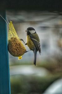 Close-up of bird perching on feeder