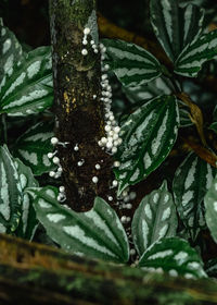 Close-up of christmas tree